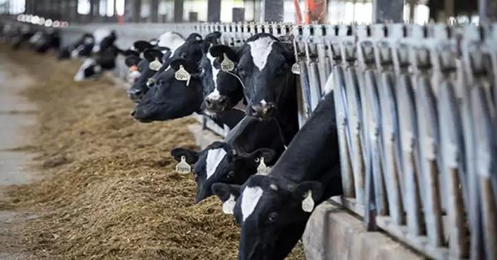 Решение проблем с воспроизводством у высокопродуктивных коров