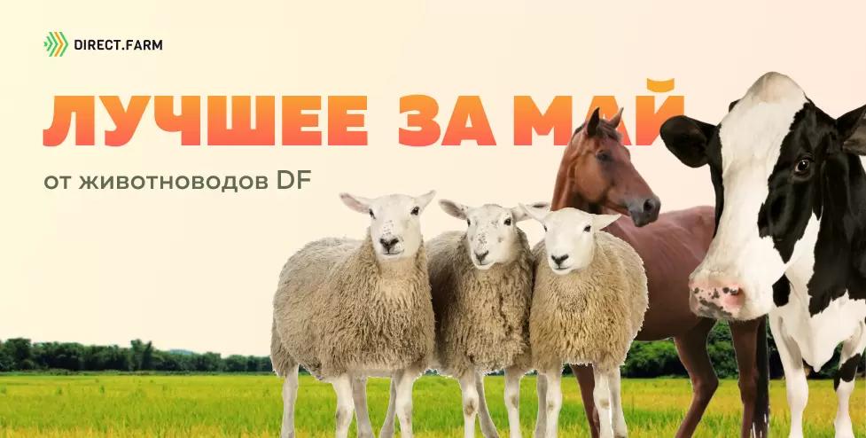 ТОП-10 статей от животноводов DF за май