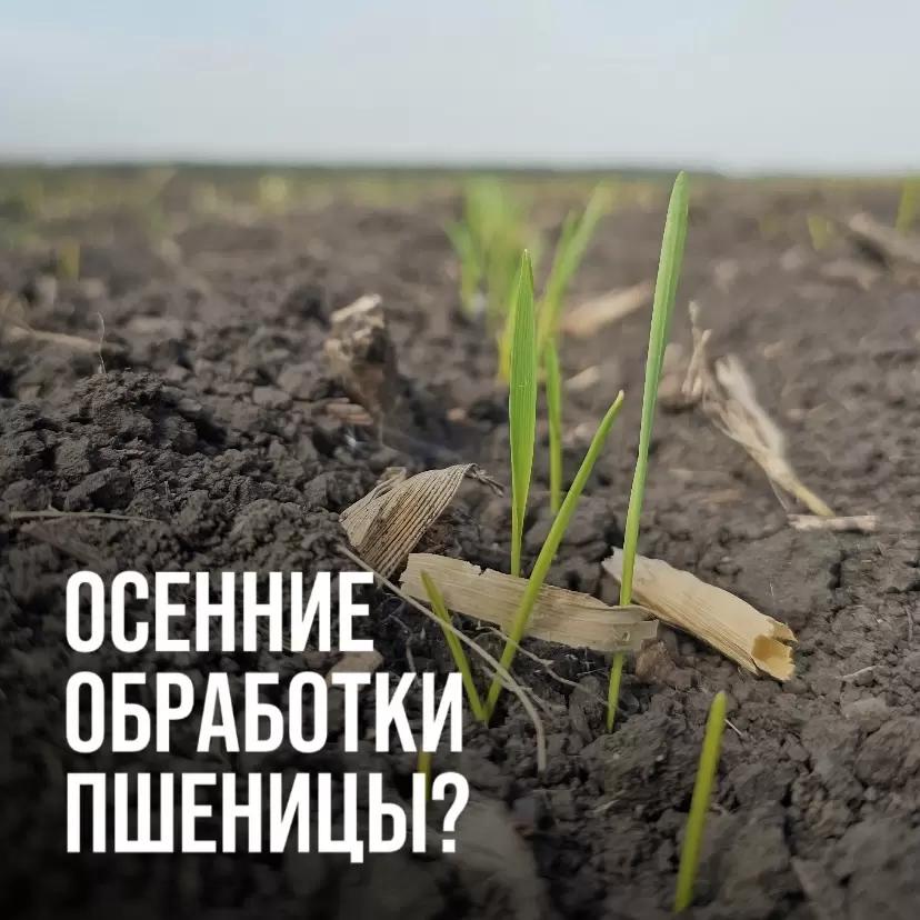 ОСЕННИЕ ОБРАБОТКИ ОЗИМОЙ ПШЕНИЦЫ - НАДО ИЛИ НЕТ?