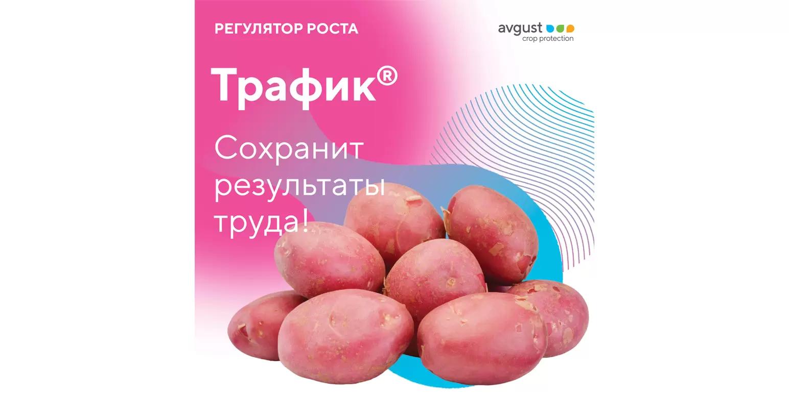 Как сберечь урожай картофеля с наименьшими затратами?