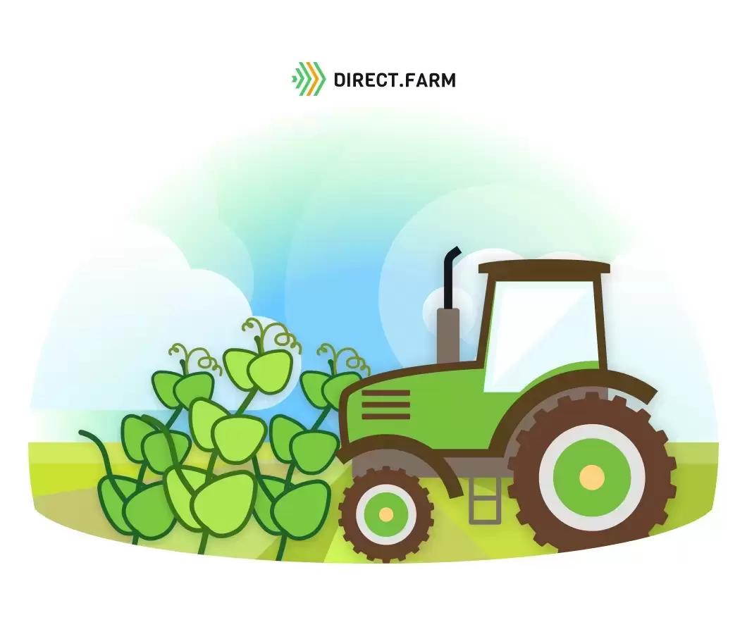 Каковы особенности выращивания зимующего гороха?