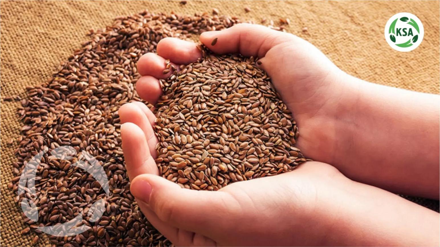 «Крымский семенной Альянс» предлагает к приобретению элитные семена льна