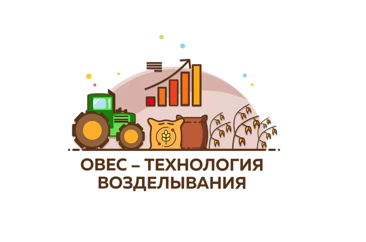 Овес яровой: технология возделывания