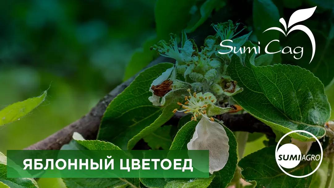 Яблонный цветоед - Anthonomus pomorum