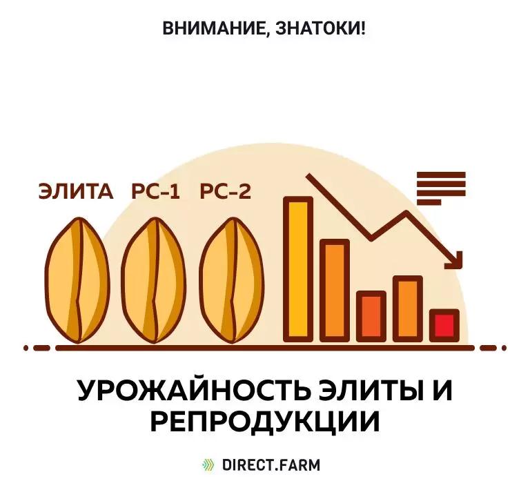 Действительно ли у элитных семян выше урожайность?