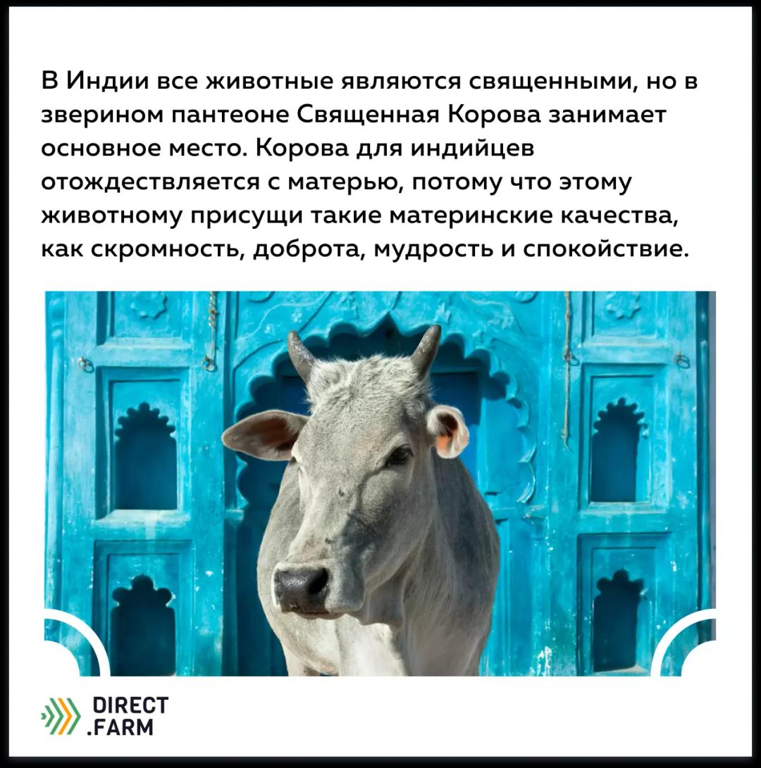 Священное животное