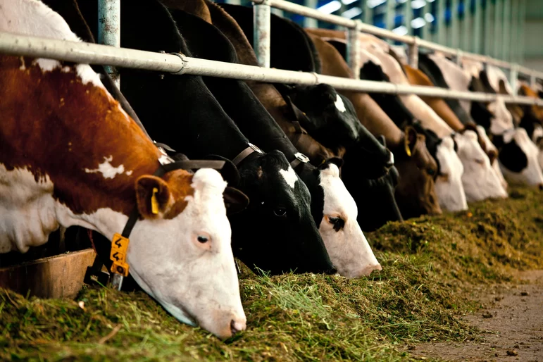 Новые подходы в борьбе с клостридиозом у коров