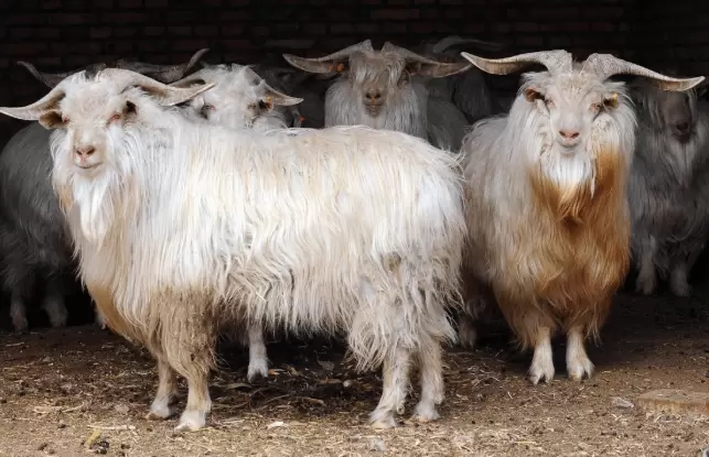 Чантоханги (пашмин) - порода коз