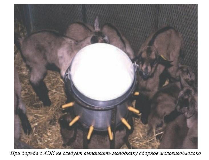 Харвуд – "Ветеринарное руководство по здоровью и благополучию коз". Гл. 13, ч. 2