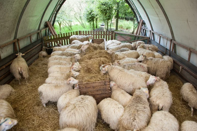 Минсельхоз России разработал новые ветеринарные правила содержания овец и коз