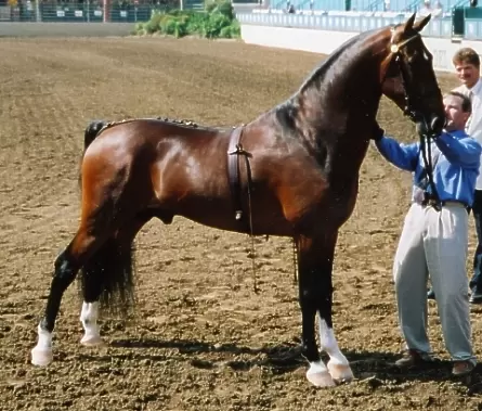 Хакнэ (хакне, гакне) – порода лошадей 