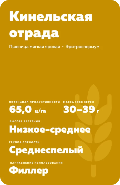 Кинельская отрада сорт мягкой яровой пшеницы