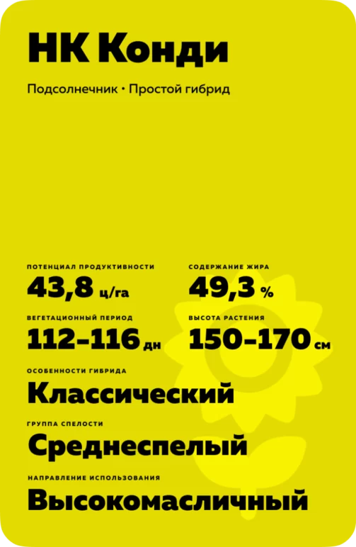 НК Конди гибрид подсолнечника