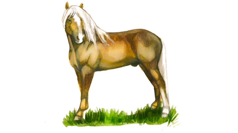 Белорусская упряжная порода лошадей