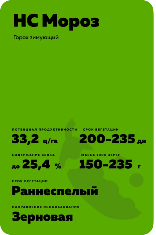 НС Мороз сорт гороха зимующего