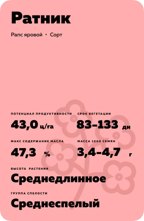 Ратник ® сорт рапса ярового