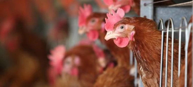 Россельхознадзор: 2022 год стал «самым мрачным в истории» по птичьему гриппу