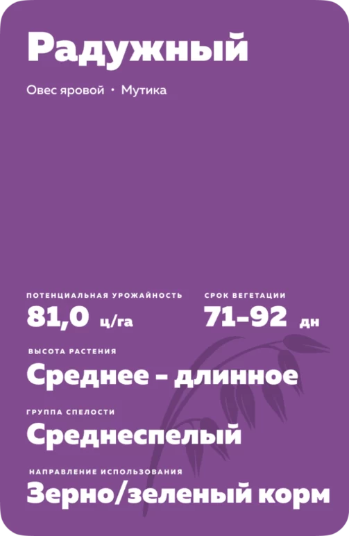 Радужный сорт овса ярового