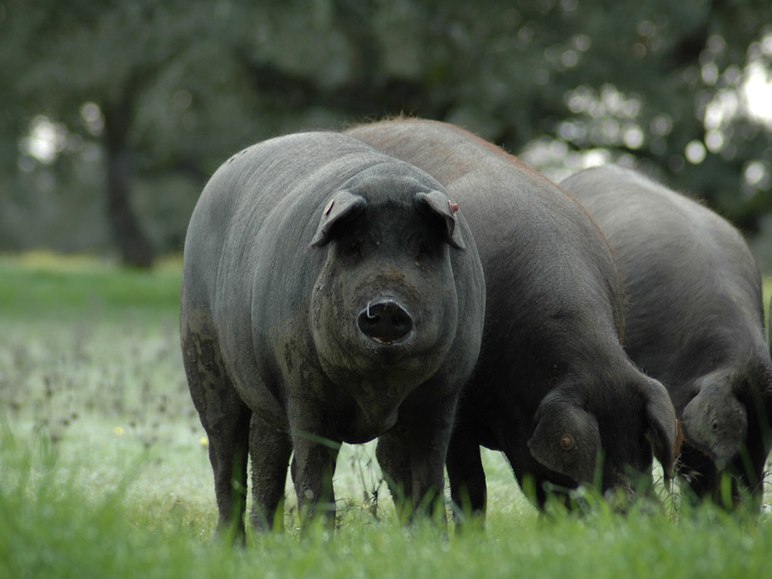 Алентежанская порода свиней