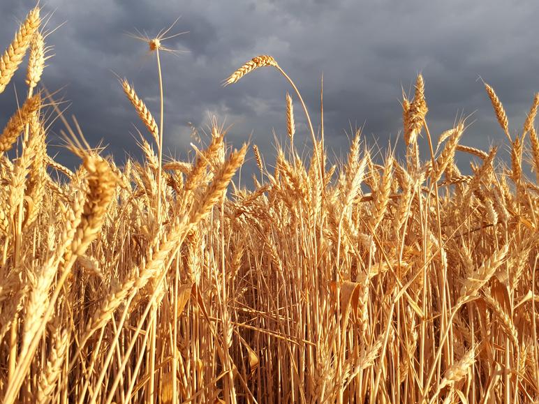 Влияние осадков на качество пшеницы.
