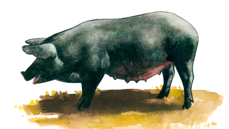 Неро сицилиано – порода свиней
