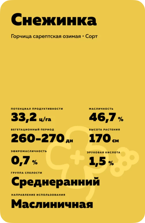 Снежинка - сорт горчицы сарептской озимой  (Brassica juncea (L.) Czern.). 0 типа (безэруковый).