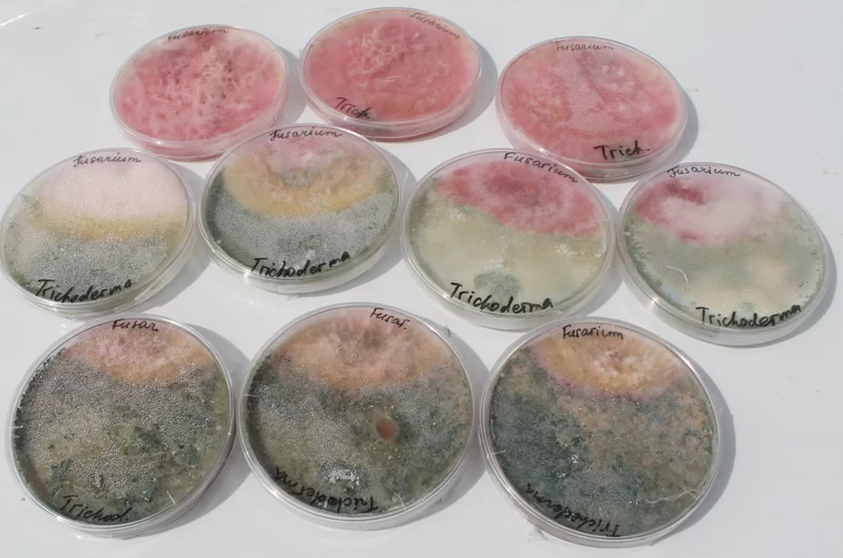 Функциональная избыточность микробиома  или pоль биопрепаратов в здоровье почв