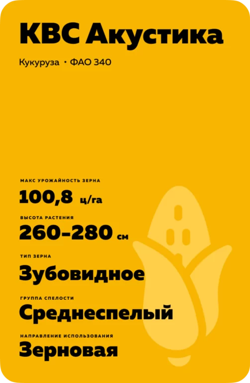 КВС Акустика - гибрид кукурузы ( Zea mays L.).