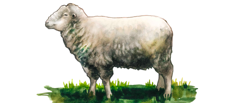 Татарстанская порода овец