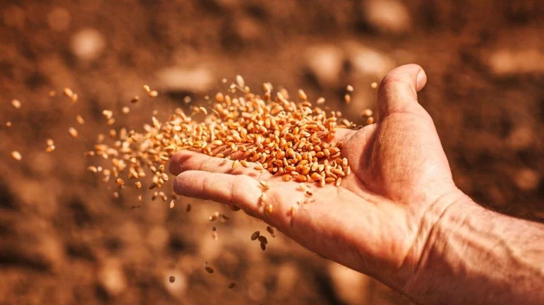 Аграрии могут полностью перейти на семена селекции РФ через 2-3 года