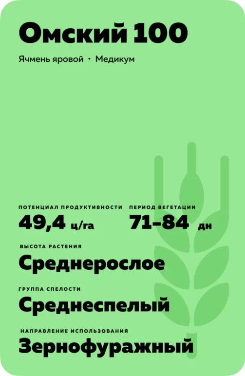 Омский 100 сорт ярового ячменя