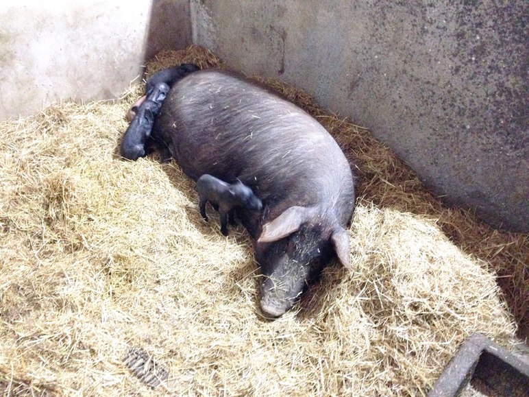 Алентежанская порода свиней