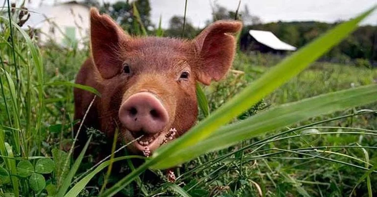 Темворс – порода свиней