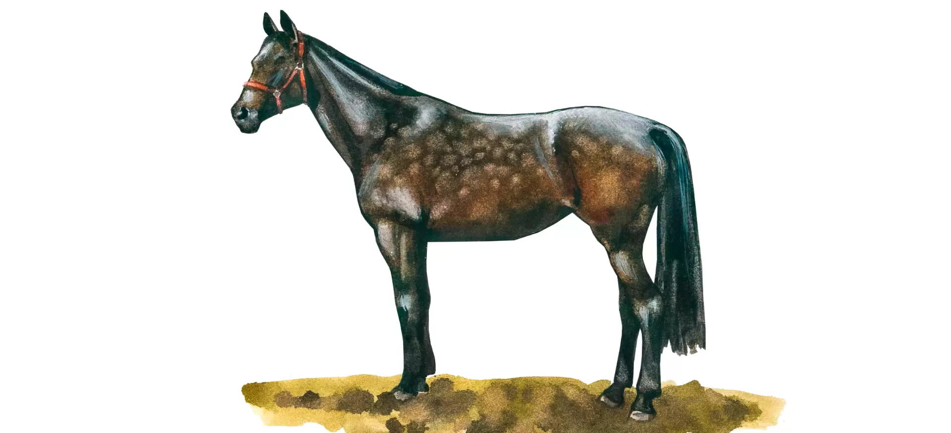 Лошадь Ольденбургская: описание породы, характеристики, уход, содержание и отзывы
