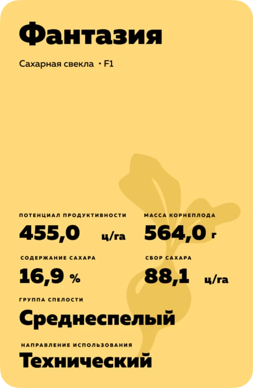 Фантазия - гибрид свеклы сахарной (Beta vulgaris L. ssp. vulgaris var. saccharifera Alef.).