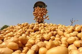 Минсельхоз сообщил о росте производства картофеля в России к 2025 году на 15%