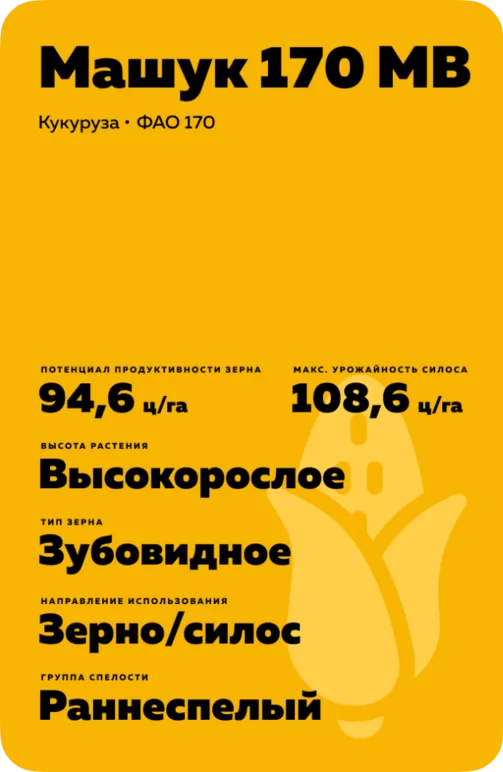 Машук 170 МВ гибрид кукурузы