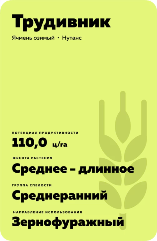 Трудивник сорт озимого ячменя