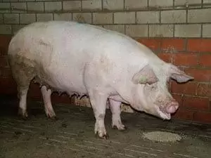 Ландрас – порода свиней