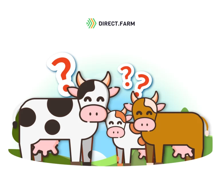 Узнайте, как выбрать молочную породу коров