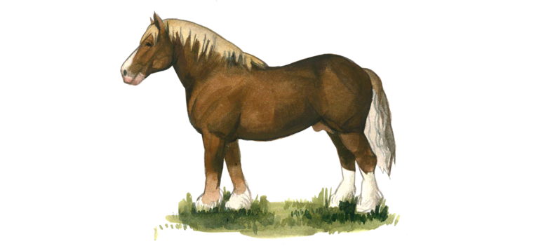 Бретонская порода лошадей