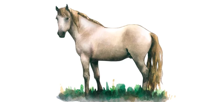 Камаргская порода лошадей (камаргу)