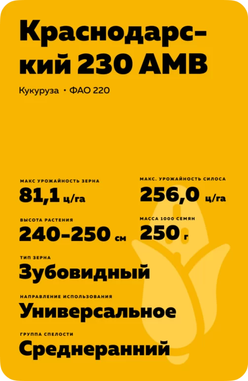 Краснодарский 230 АМВ гибрид кукурузы