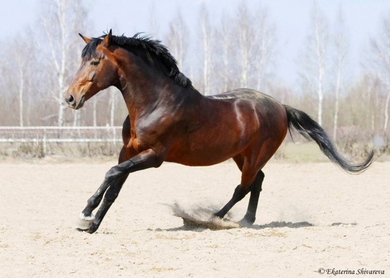 Украинская верховая порода лошадей