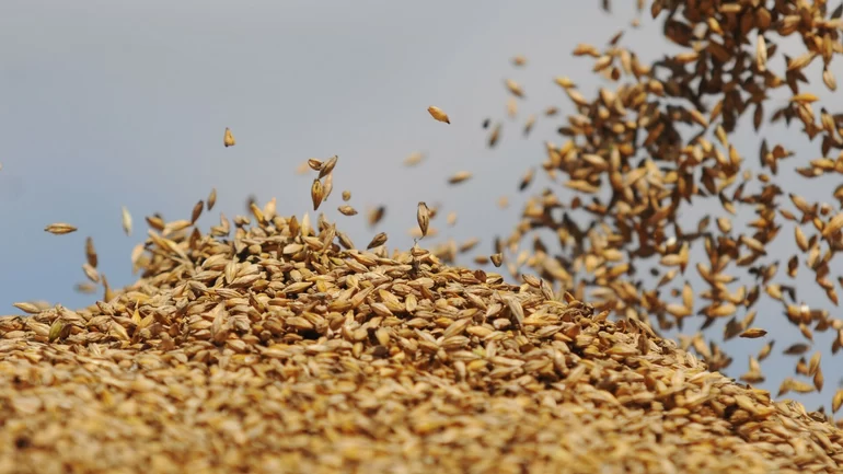 Беларусь не планирует экспортировать зерновые в 2022 году
