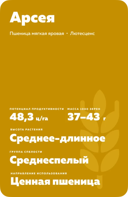 Арсея сорт мягкой яровой пшеницы