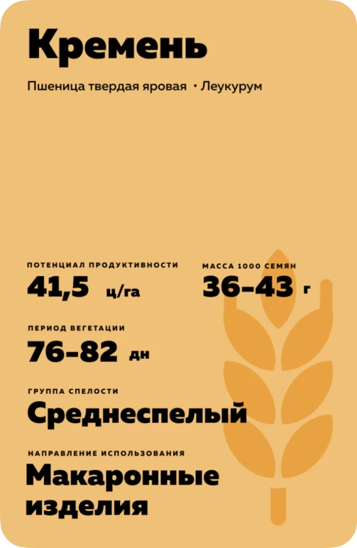 Кремень пшеница твердая яровая