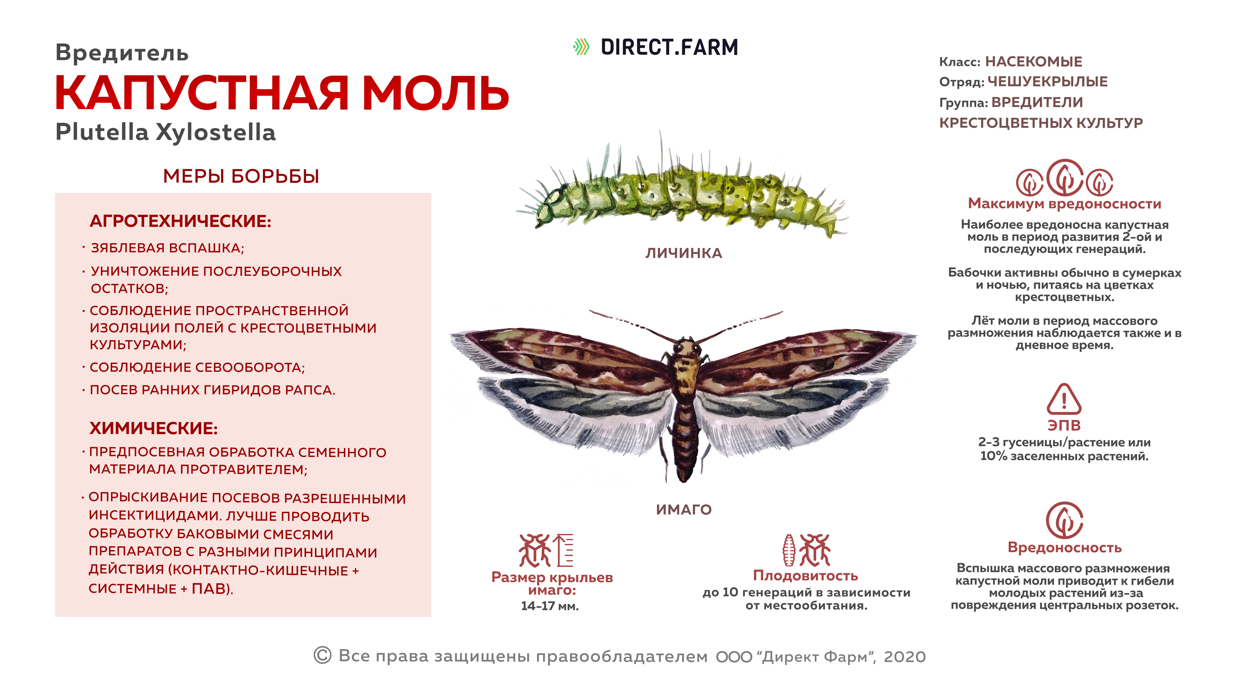 Моль характер. Порог вредоносности моли на рапсе. Капустная моль порог вредоносности. Капустная моль меры борьбы. Капустная моль Имаго.