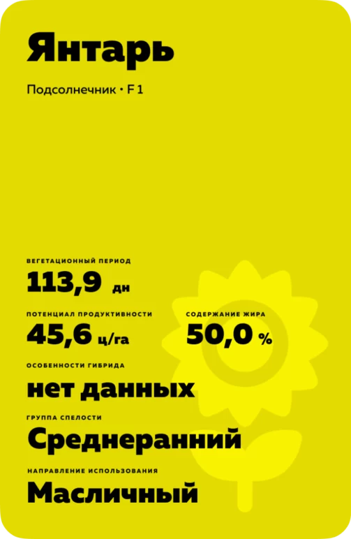 Янтарь подсолнечник