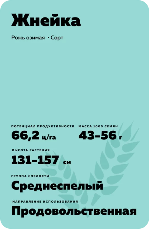 Жнейка - рожь озимая. Характеристики и отзывы